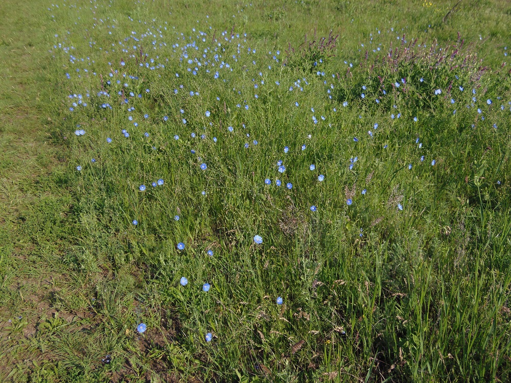 Изображение особи Linum perenne.