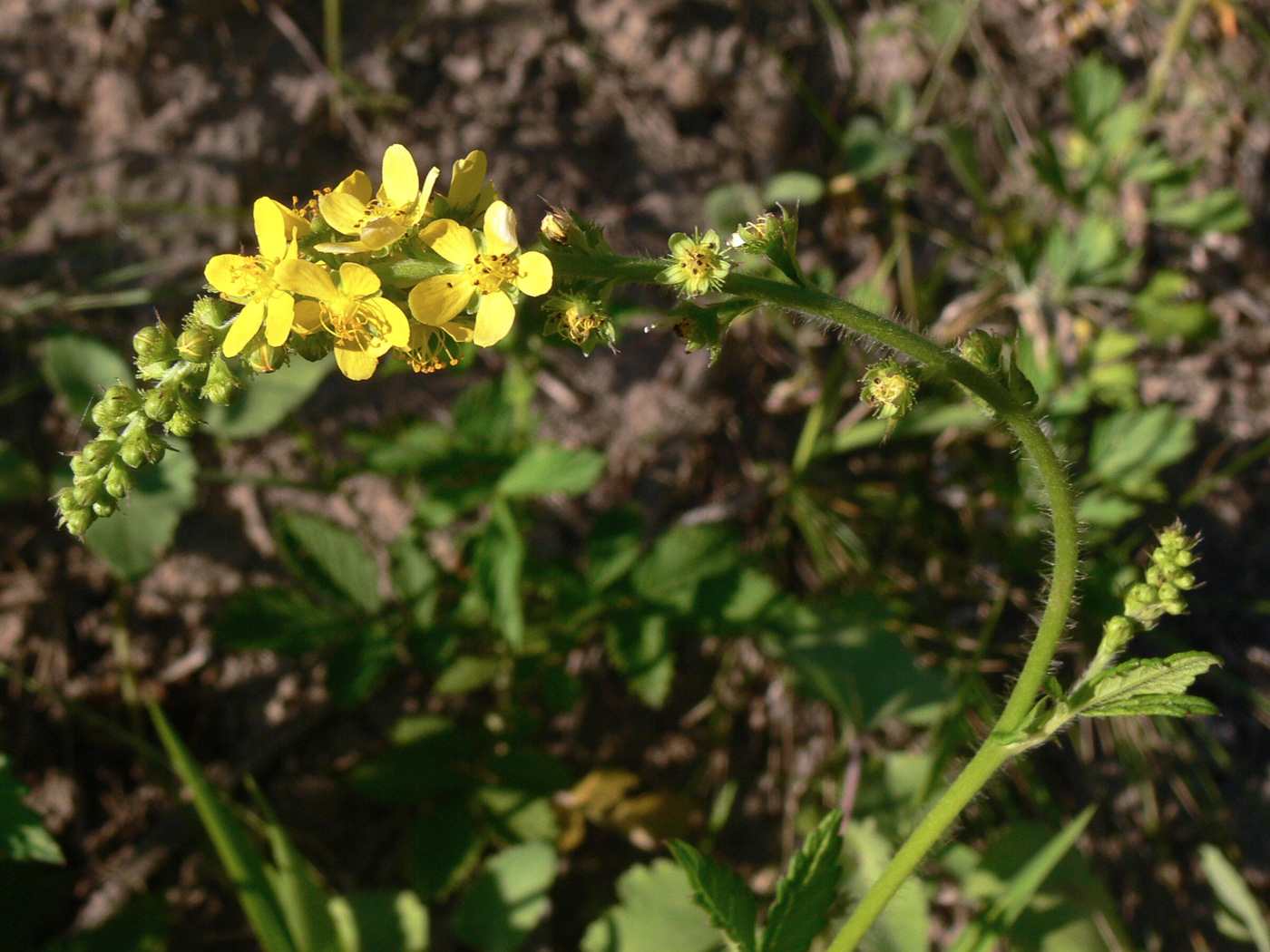 Изображение особи Agrimonia pilosa.