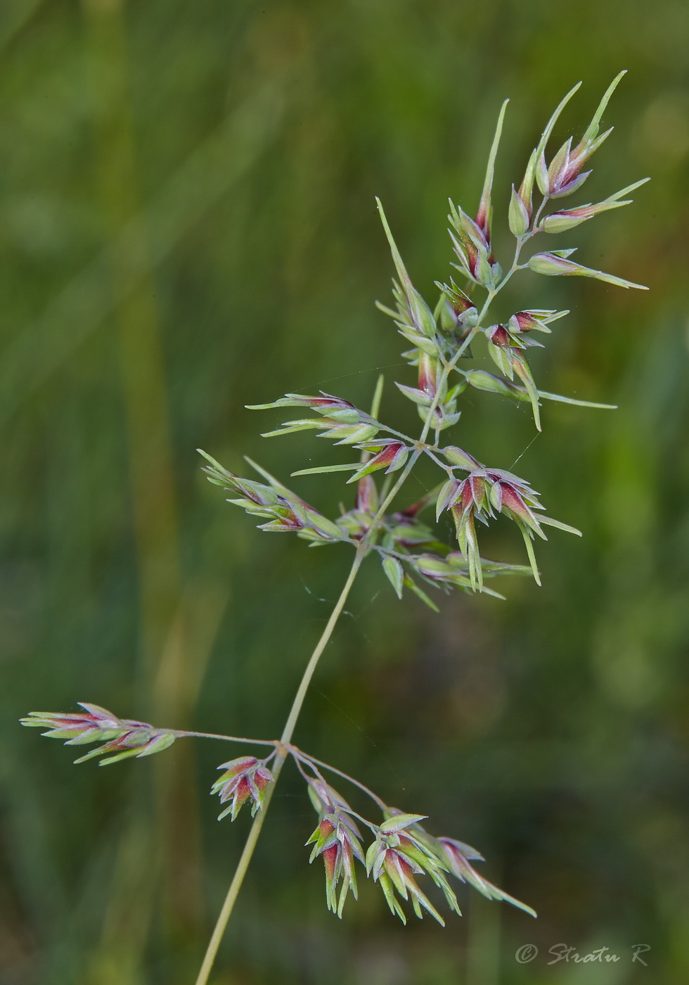 Изображение особи Poa bulbosa ssp. vivipara.