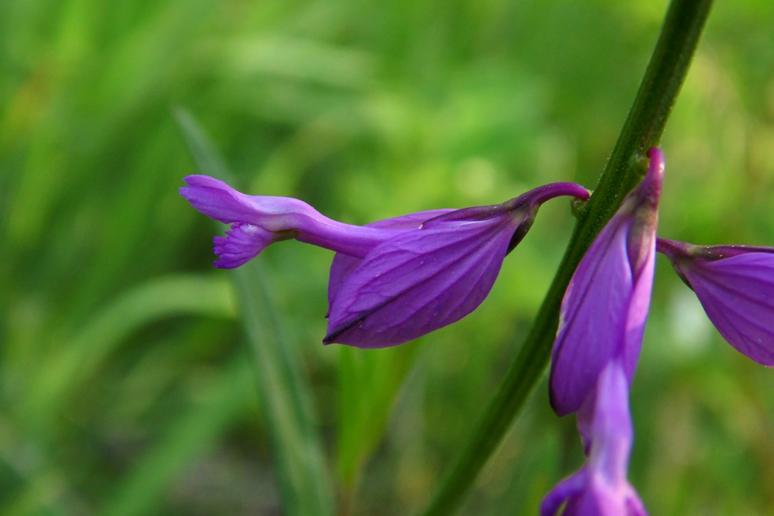 Изображение особи Polygala major.