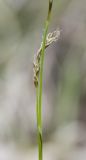 Carex rhizina