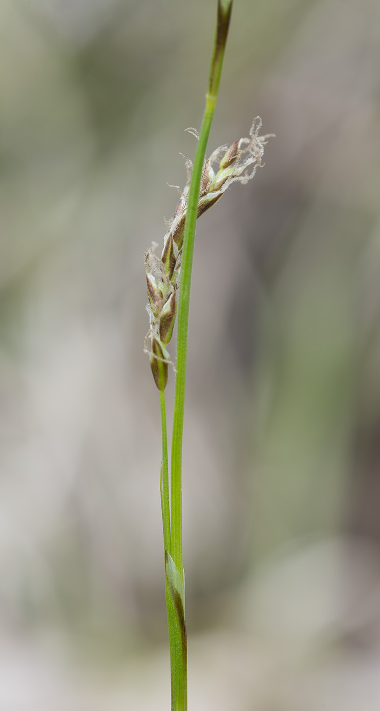 Изображение особи Carex rhizina.