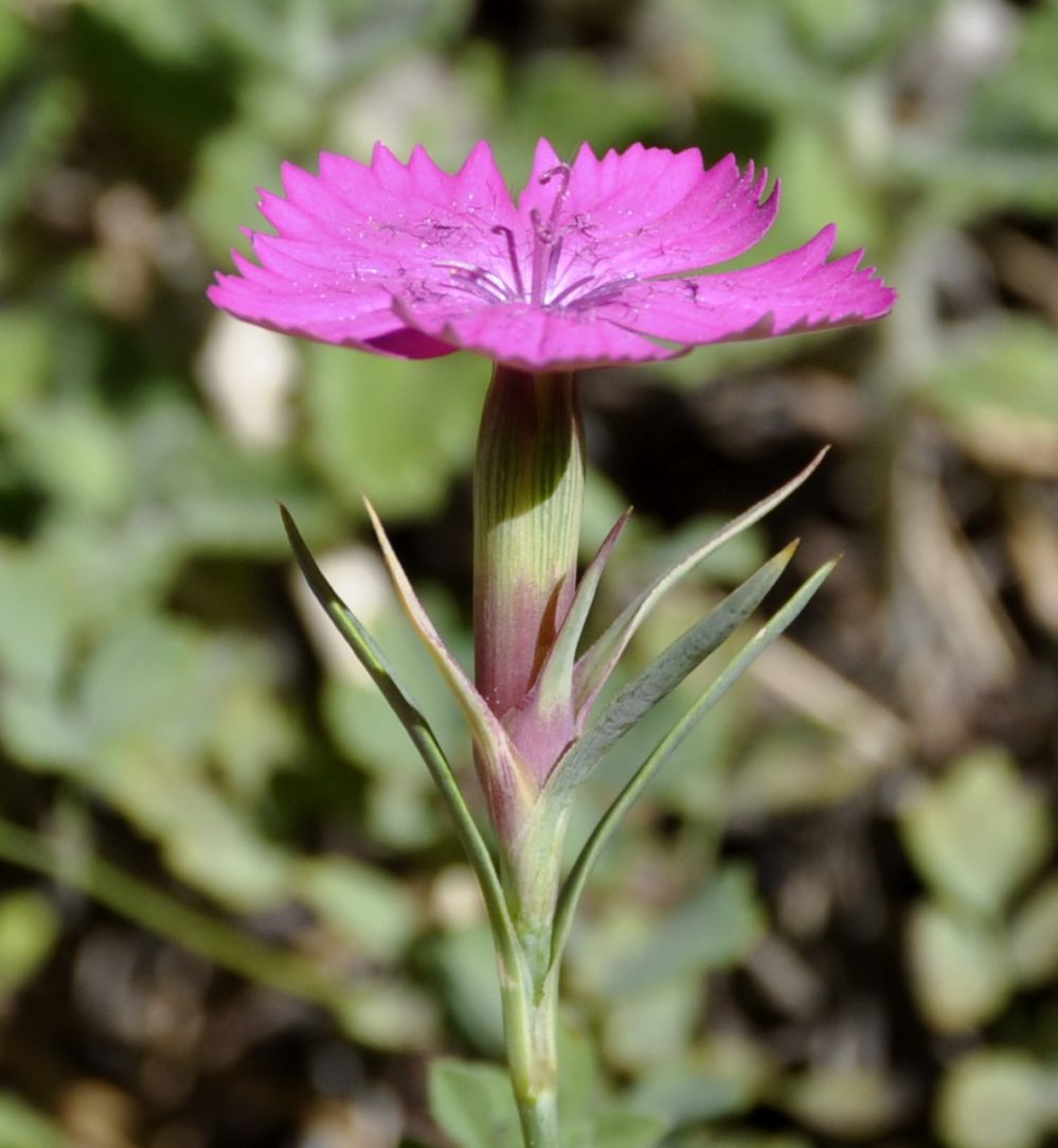Изображение особи Dianthus haematocalyx.