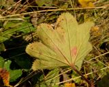 род Alchemilla. Лист в осенней окраске (нижняя сторона). Челябинская обл., хребет Уреньга, склон, поляна среди смешанного леса. 17 сентября 2017 г.