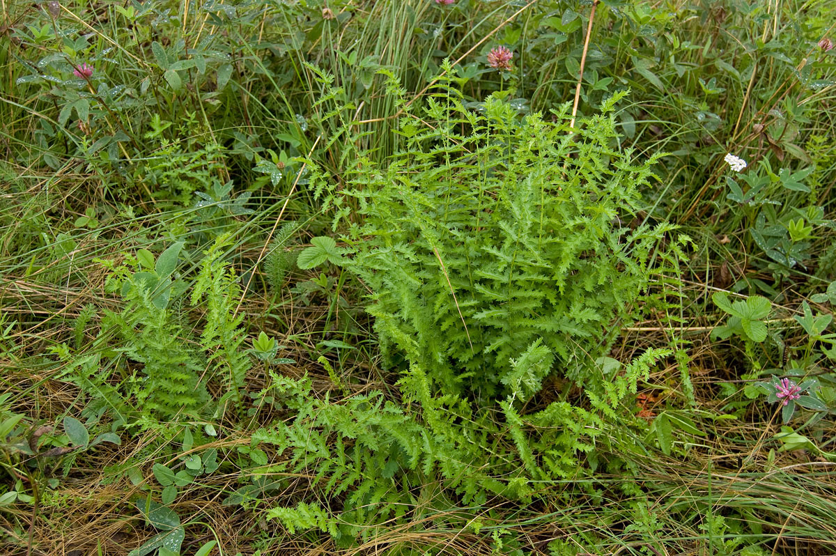 Image of Filipendula vulgaris specimen.