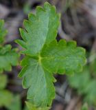 Potentilla gelida подвид boreo-asiatica. Лист. Якутия, Нерюнгринский р-н, окр перевала Тит, в полосе ЛЭП в р-не 502 км трассы АЯМ. 22.06.2016.