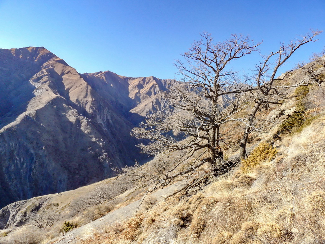 Image of Quercus pubescens specimen.