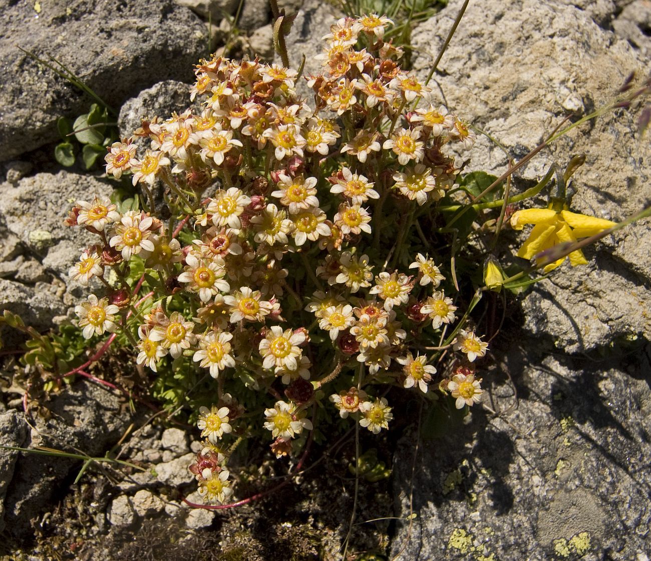 Image of Saxifraga moschata specimen.