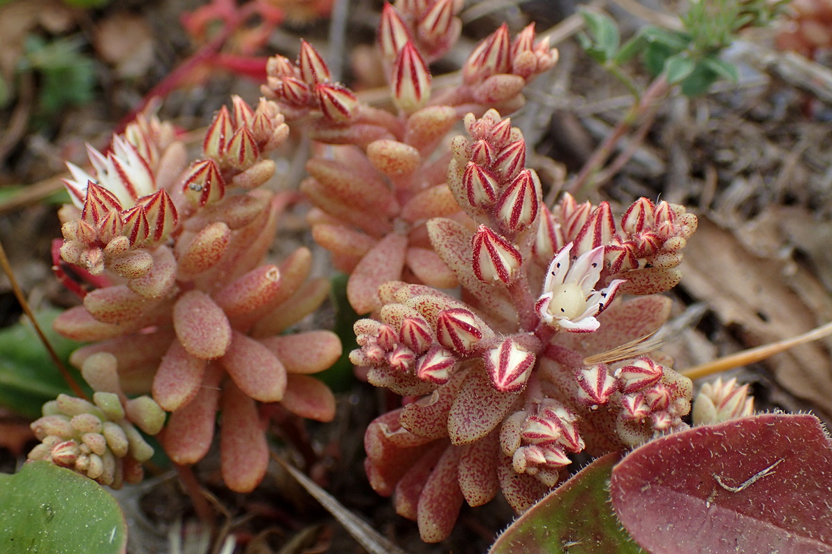 Изображение особи Sedum eriocarpum ssp. delicum.