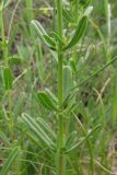 Hypericum subspecies alpestre