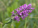 Betonica officinalis. Верхушка побега с соцветием. Ленинградская обл., Волосовский р-н, разнотравно-злаковый суходольный луг на известняке. 14.07.2018.