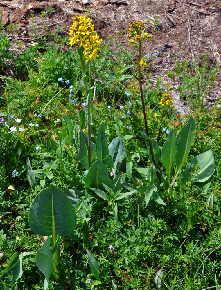 Изображение особи Ligularia altaica.