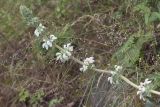 Phlomoides ostrowskiana