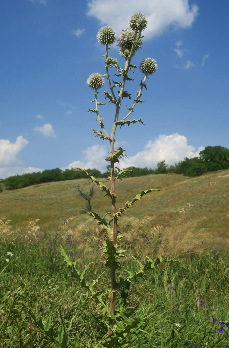 Изображение особи Echinops sphaerocephalus.