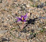 Romulea tempskyana