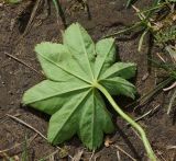 Alchemilla xanthochlora