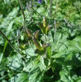 Aconitum septentrionale