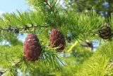 Larix sibirica