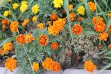 Tagetes patula