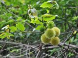 семейство Rubiaceae