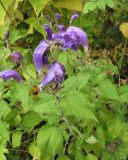 Strobilanthes wallichii