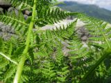 Athyrium distentifolium. Части вай со сформированными сорусами. Хакасия, Ширинский р-н; Кузнецкий Алатау, окр. горы Пустасхыл, ≈1350 м н.у.м., крупнокаменистая россыпь (курум). 26.07.2021.