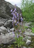 Campanula sarmatica