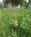 Orobanche crenata