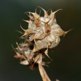 Trifolium resupinatum. Соплодие. Республика Абхазия, окр. г. Сухум, р. Гумиста. 26.08.2009.