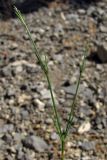 Asperula tenella