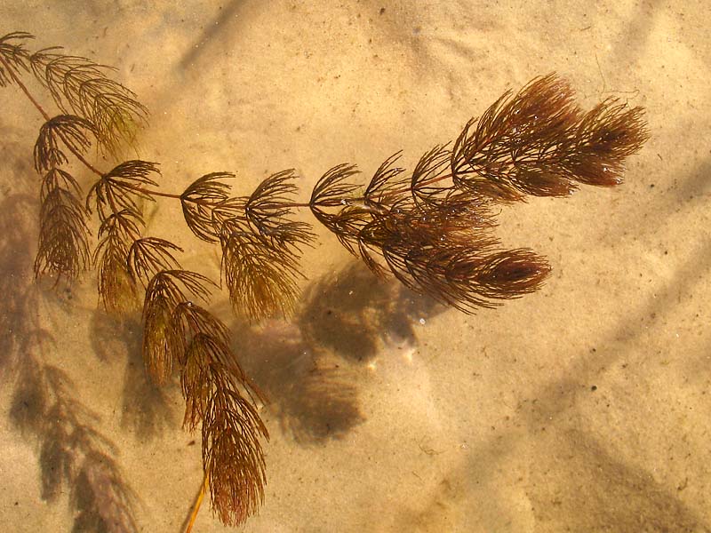 Изображение особи Ceratophyllum demersum.