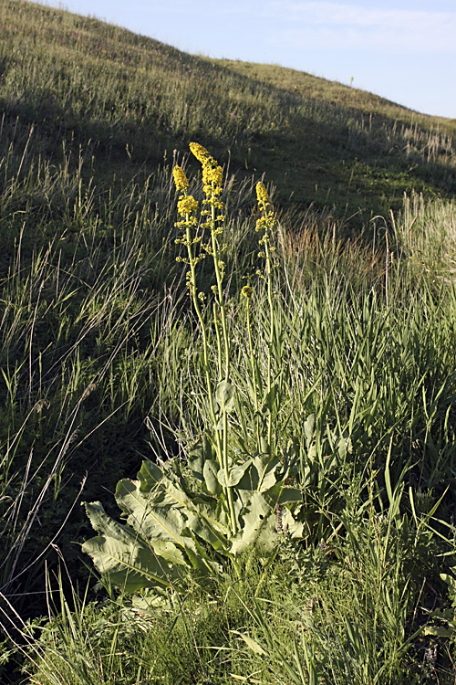 Изображение особи Ligularia heterophylla.