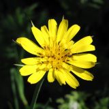 Tragopogon pratensis