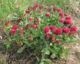 Trifolium pratense. Цветущее растение на окраине городской свалки. Окр. Томска, 27 июня 2012 г.