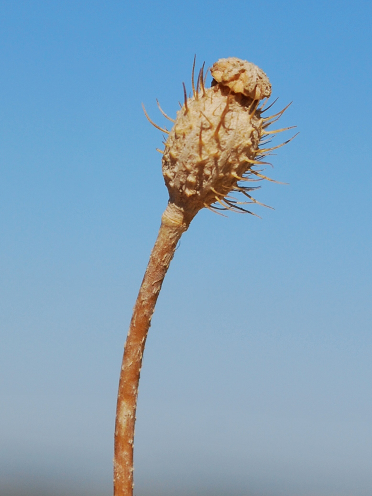 Изображение особи Papaver pavoninum.