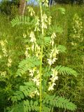 Astragalus chinensis