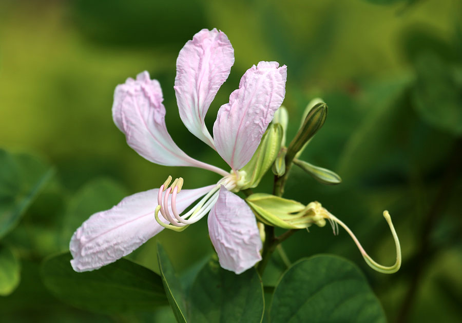 Изображение особи род Bauhinia.