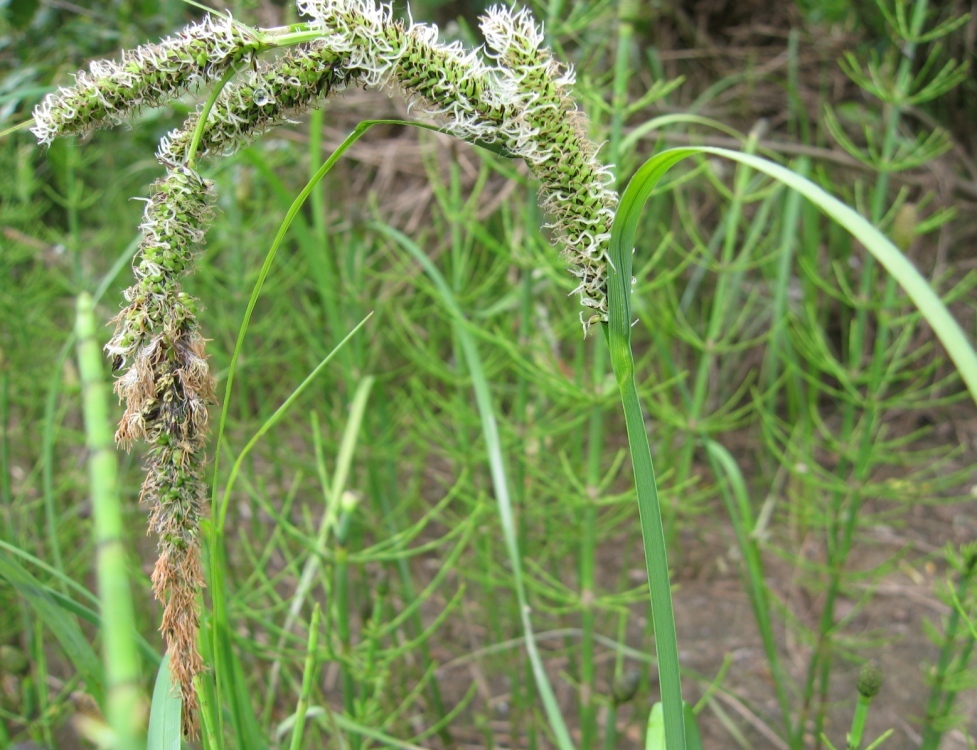 Изображение особи Carex acuta.