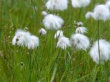 Eriophorum scheuchzeri. Верхушки побегов с пуховками, образованными удлинившимися после цветения волосками околоцветника. Мурманская обл., Североморский р-н, окр. пос. Росляково. 28.06.2009.