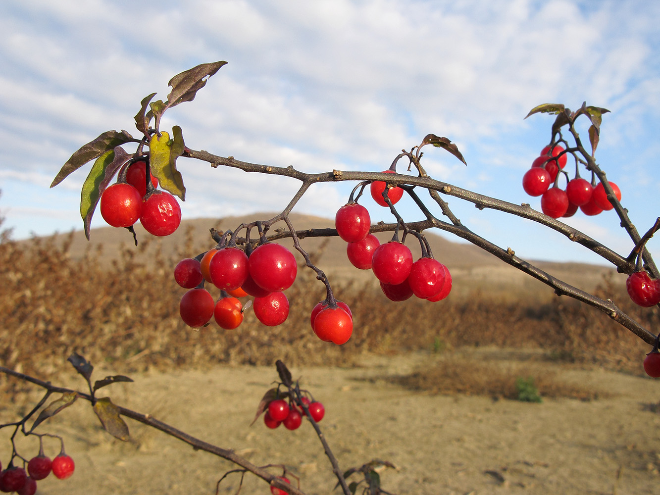 Изображение особи Solanum kitagawae.