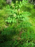 Astragalus glycyphyllos