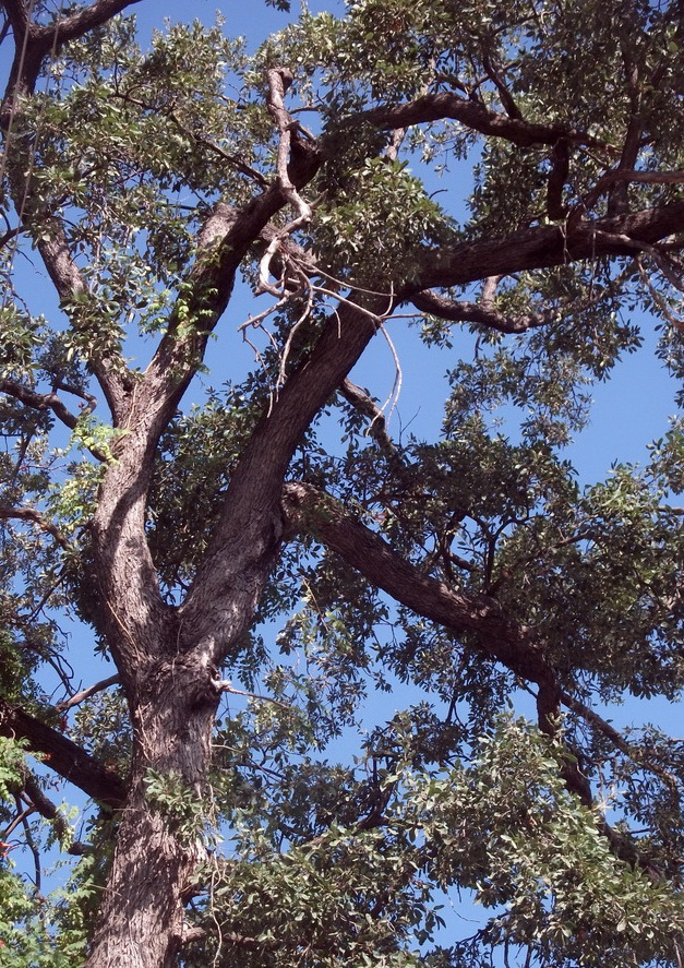 Изображение особи род Quercus.