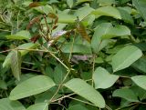 Erythrina crista-galli. Верхняя часть побега. Германия, г. Крефельд, Ботанический сад. 06.09.2014.