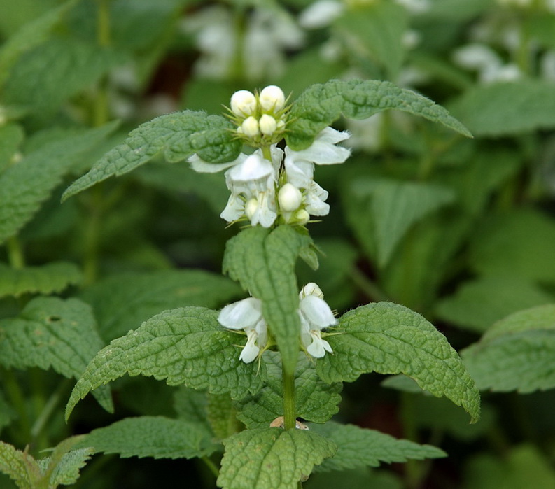 Изображение особи Lamium album ssp. orientale.