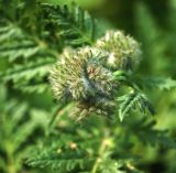 Phacelia tanacetifolia