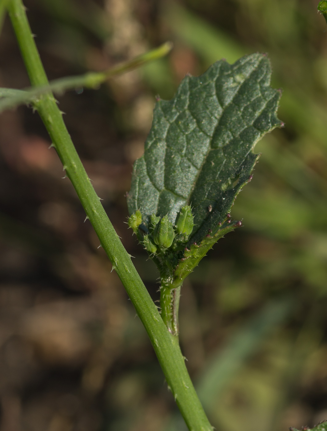 Изображение особи Raphanus raphanistrum.