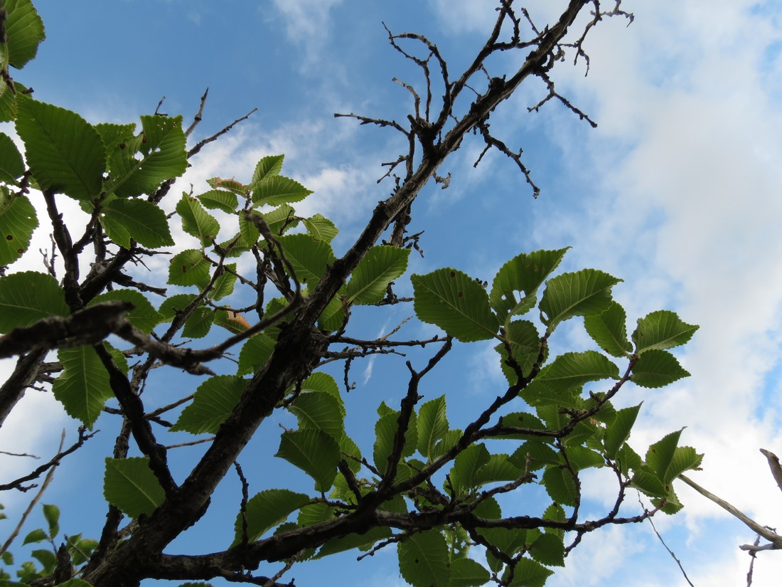 Image of Ulmus macrocarpa specimen.