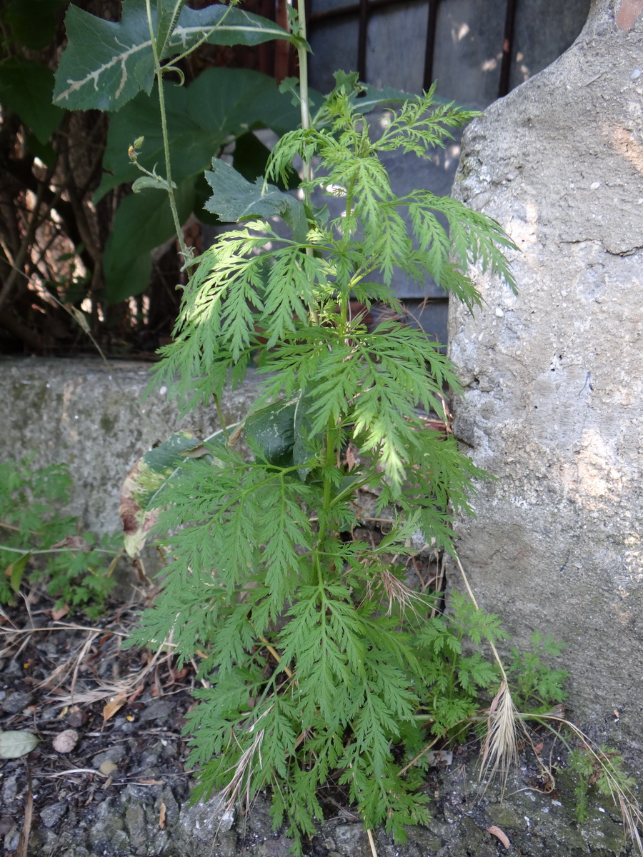 Изображение особи Artemisia annua.