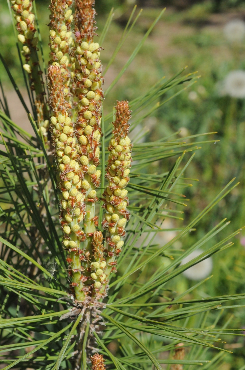 Изображение особи Pinus densiflora.