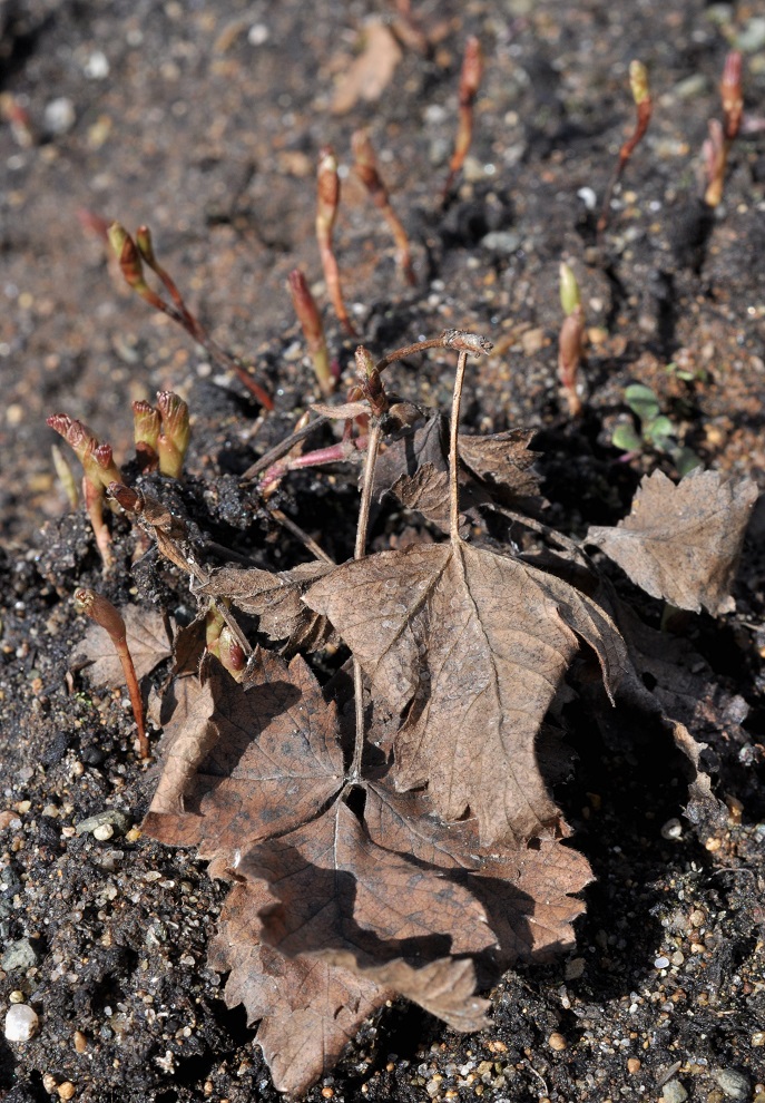 Image of Rubus arcticus specimen.